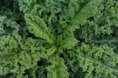 Green Kale