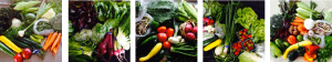 twin cities CSA