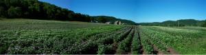 Driftless Organics Organic CSA Vegetables
