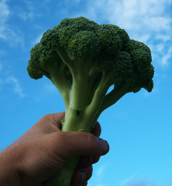 Broccoli in Hand