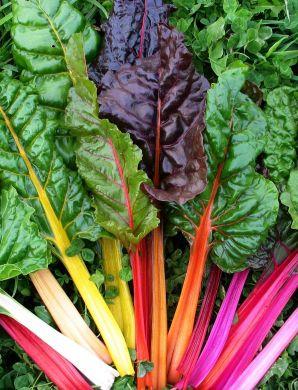 Rainbow Chard