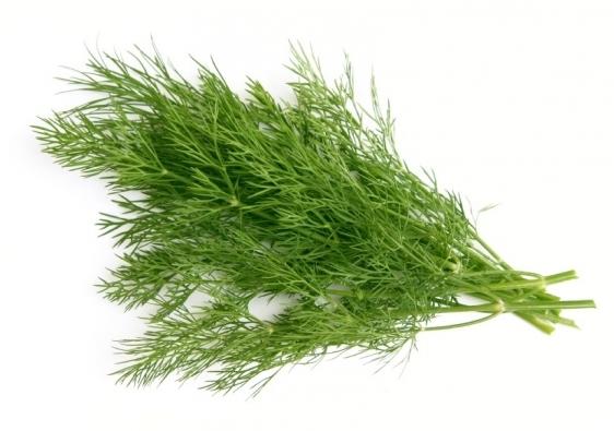 Bunch of Dill Weed