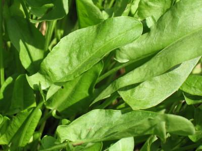 sorrel