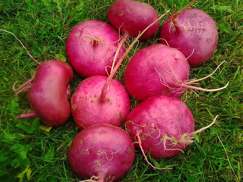 Scarlet Turnips