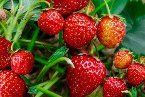 strawberries