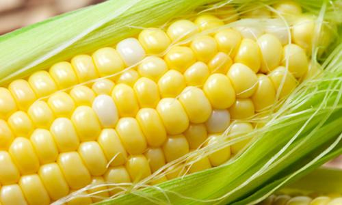 Sweet Corn closeup