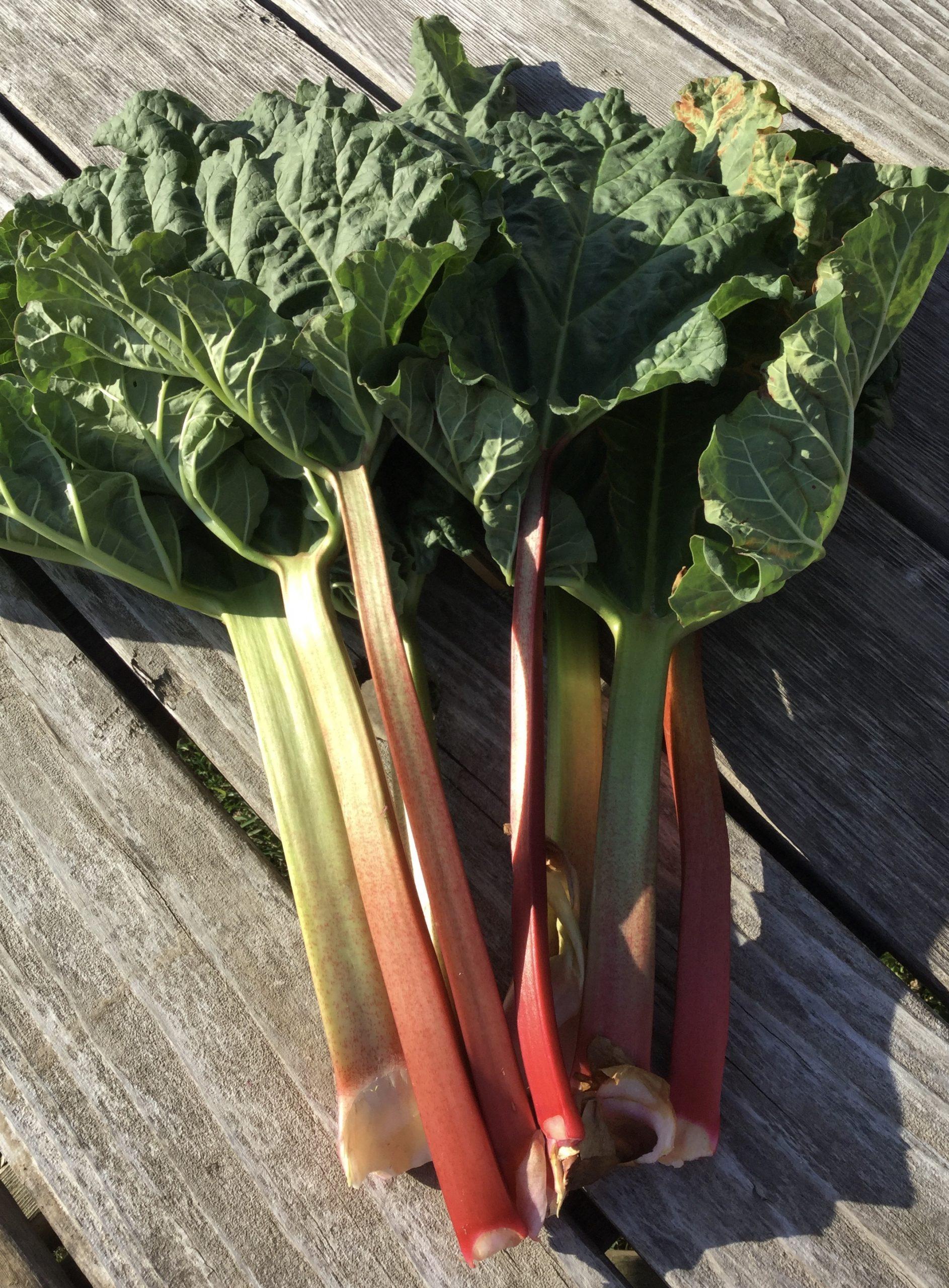 Rhubarb