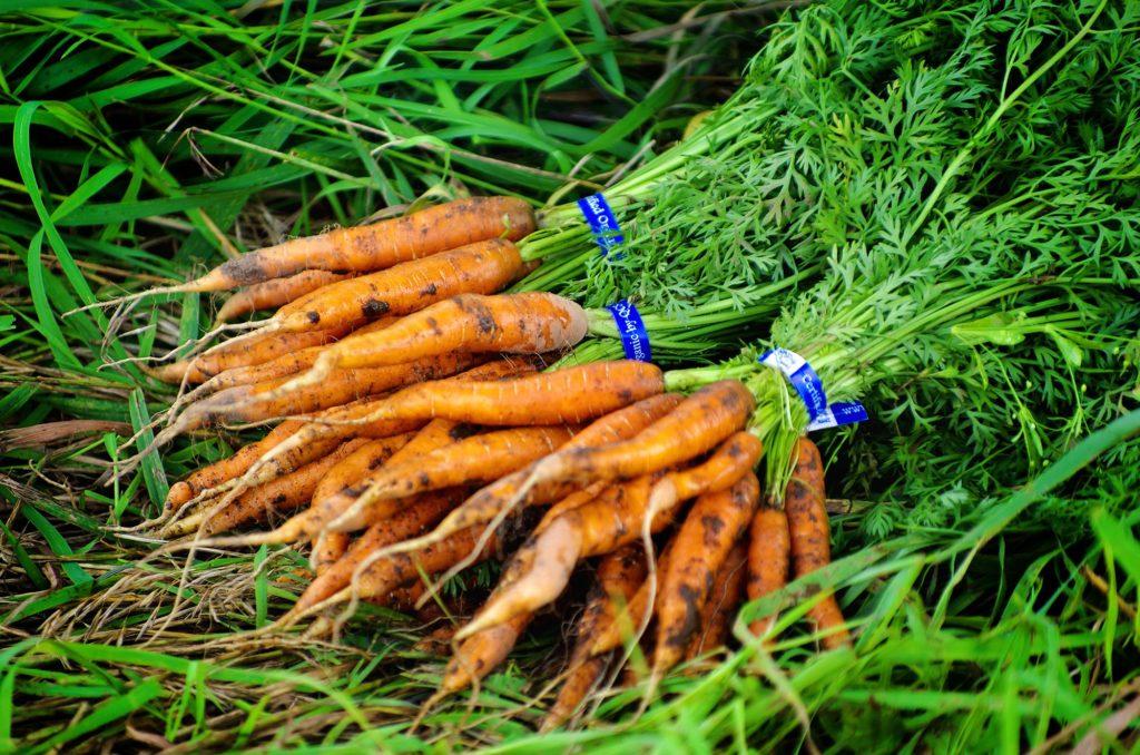 Carrots at Driftless Organics